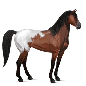 cheval de selle mustang blanket bai cerise