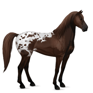cheval de selle arabe alezan crins lavés