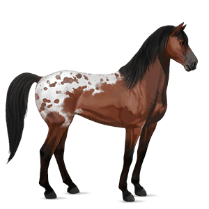 cheval de selle arabe gris clair