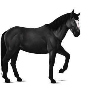 cheval de selle palomino palomino