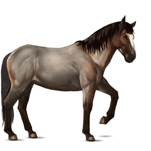 cheval de selle nokota rouan