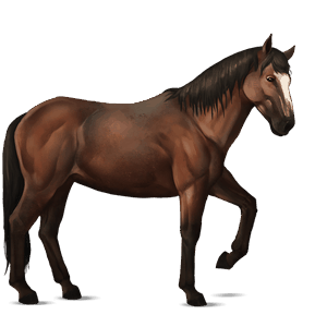 cheval de selle nokota bai