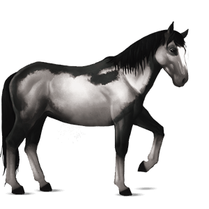 cheval de selle nokota pie overo noir