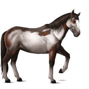 cheval de selle nokota pie overo bai