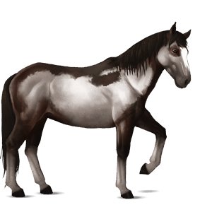 cheval de selle pure race espagnole gris pommelé