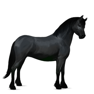 poney kerry bog noir
