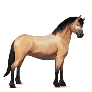 poney new forest bai brûlé