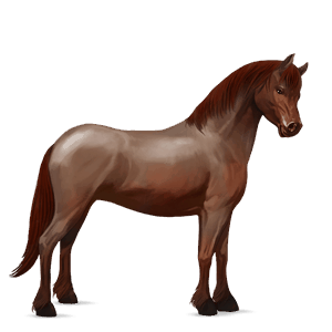 poney fjord brunblakk