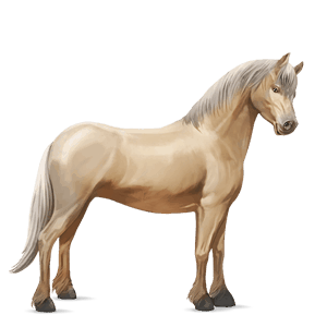 poney dartmoor palomino