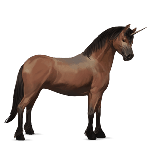 poney licorne pottok bai