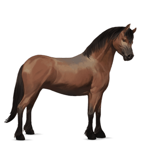 poney poney de selle belge bai