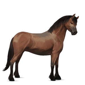 poney quarter pony bai
