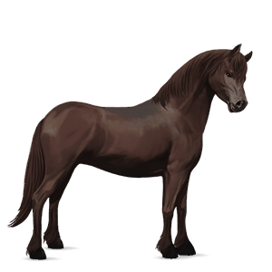 poney quarter pony alezan brûlé