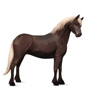 poney français de selle alezan brûlé