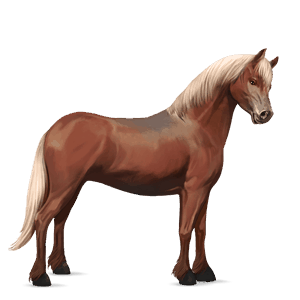 poney pottok alezan crins lavés