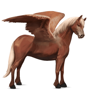 poney pégase poney de selle belge alezan crins lavés