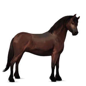 poney welsh bai brûlé