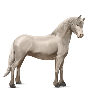poney shetland pie tobiano bai brûlé
