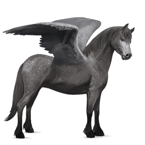 poney pégase pottok gris pommelé
