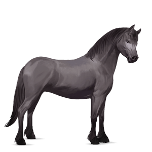 poney fjord brunblakk