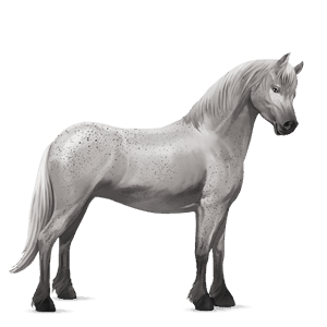 cheval de selle arabe gris truité