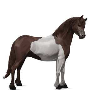 poney pottok alezan brûlé