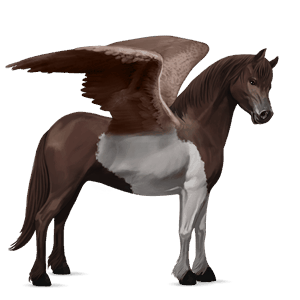 poney pégase français de selle gris pommelé