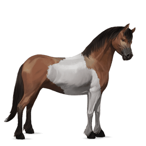 cheval de selle curly alezan brûlé
