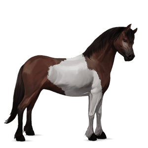 poney quarter pony pie tobiano bai brûlé