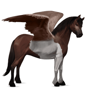 poney pégase français de selle bai brûlé