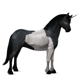 poney licorne quarter pony pie noir tobiano
