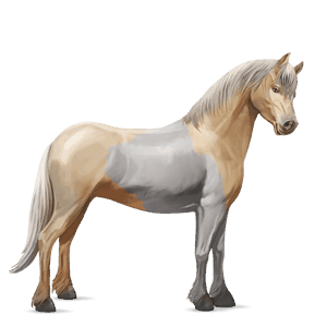 poney français de selle bai brûlé