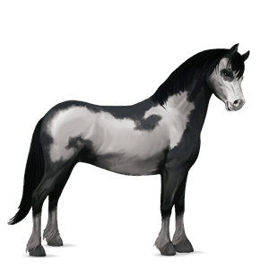poney quarter pony pie overo noir