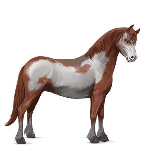 poney quarter pony pie alezan overo
