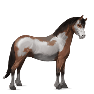 poney shetland bai