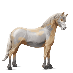 poney shetland alezan crins lavés
