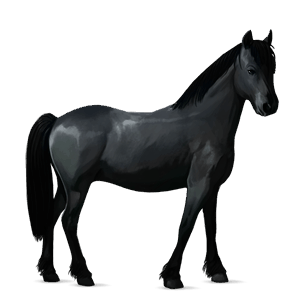 poney connemara noir