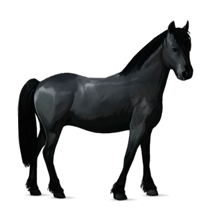 poney poney de terre-neuve noir