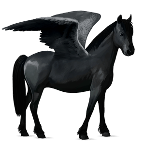 poney pégase highland pony noir