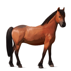 poney quarter pony bai cerise