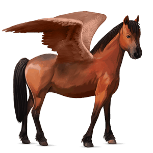 poney pégase welsh bai cerise