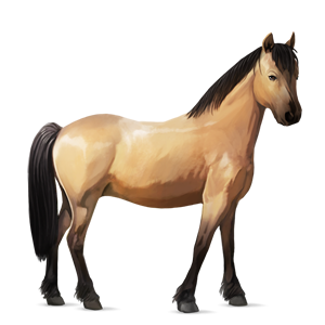 poney fjord brunblakk