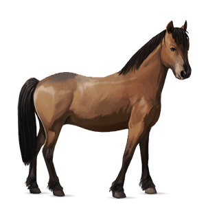 poney fjord brunblakk