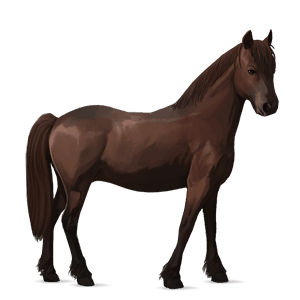 poney quarter pony pie tobiano alezan