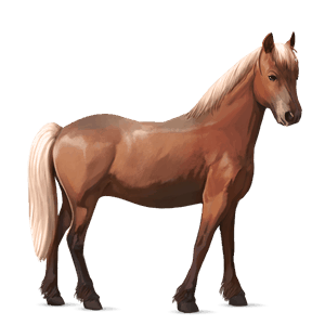 cheval de selle nokota rouan