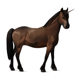 poney licorne pottok bai brûlé