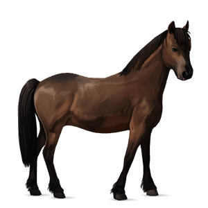 poney français de selle isabelle
