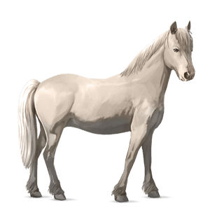 poney pottok gris pommelé