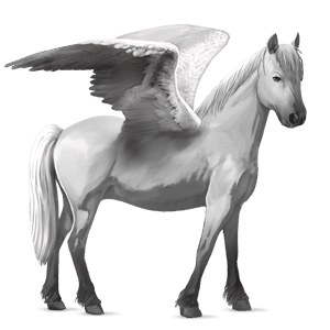 poney pégase français de selle gris clair