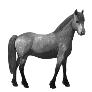 poney kerry bog pie noir tobiano